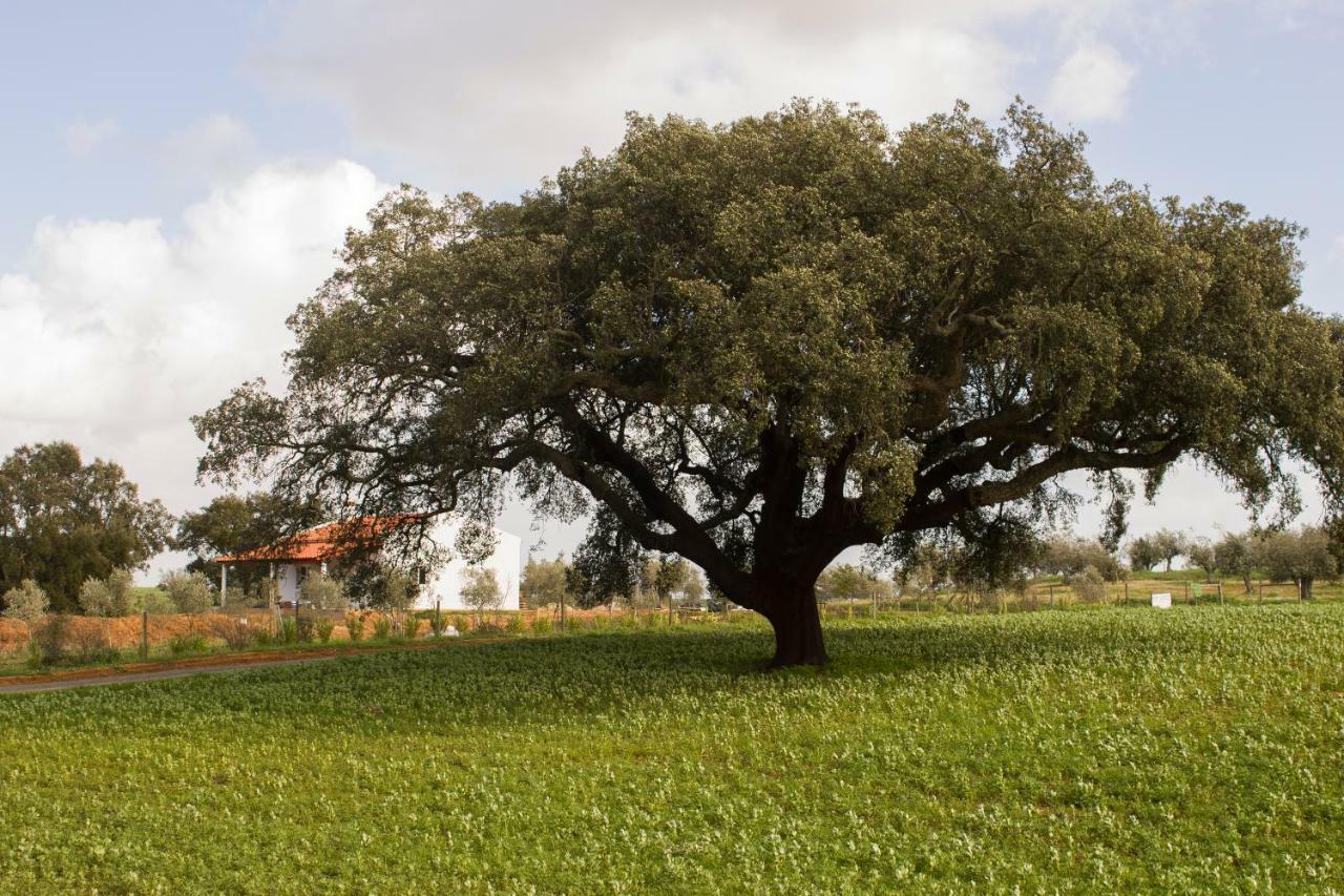 Monte Quinta Verde Ferreira Do Alentejo Extérieur photo